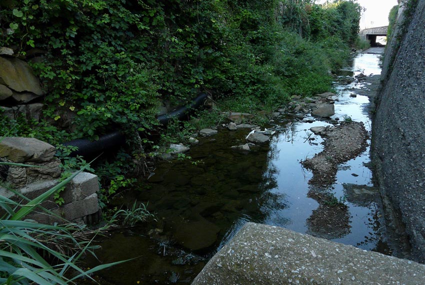 Rio Salivoli (Piombino) - rospi smeraldini in citt!